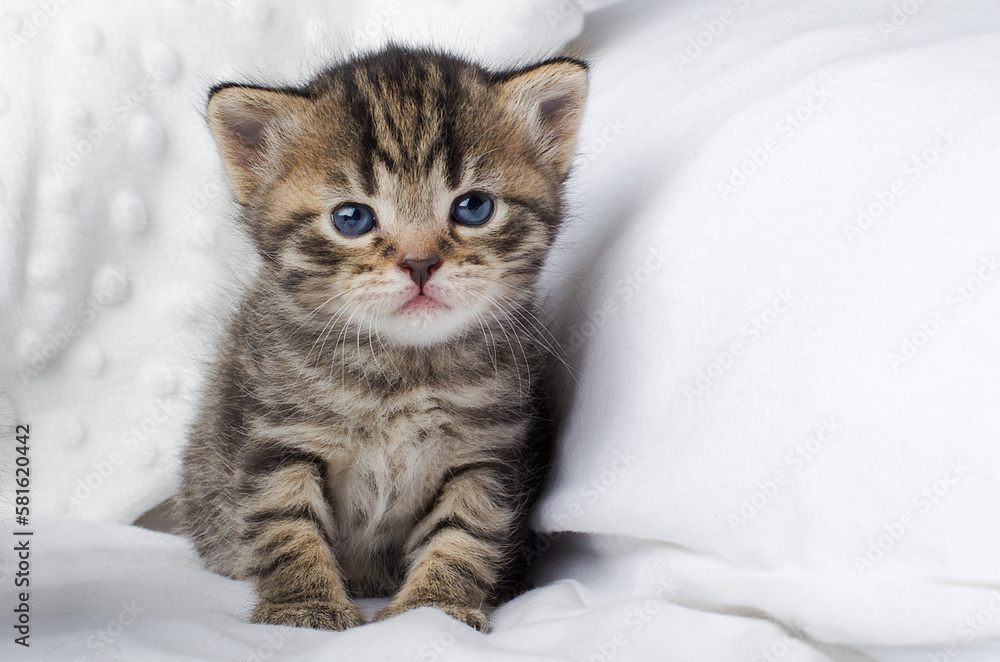 A cute striped little kitten sits on a white soft blanket. Funny adorable cat pets. Postcard concept. copy space