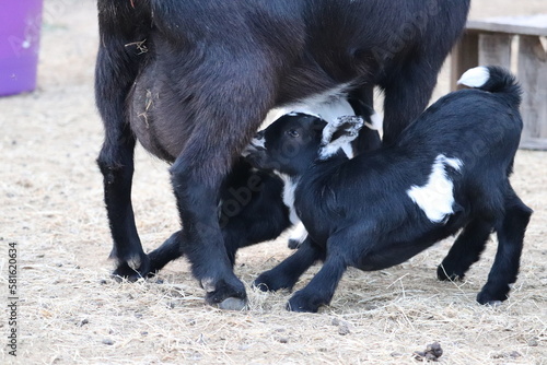 Nursing Baby Goats