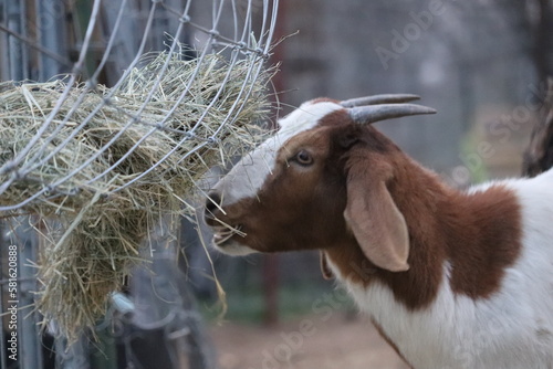 Goat Eating Hay