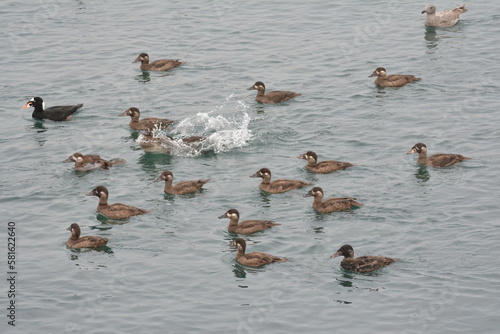 Flock of Surf Scoters