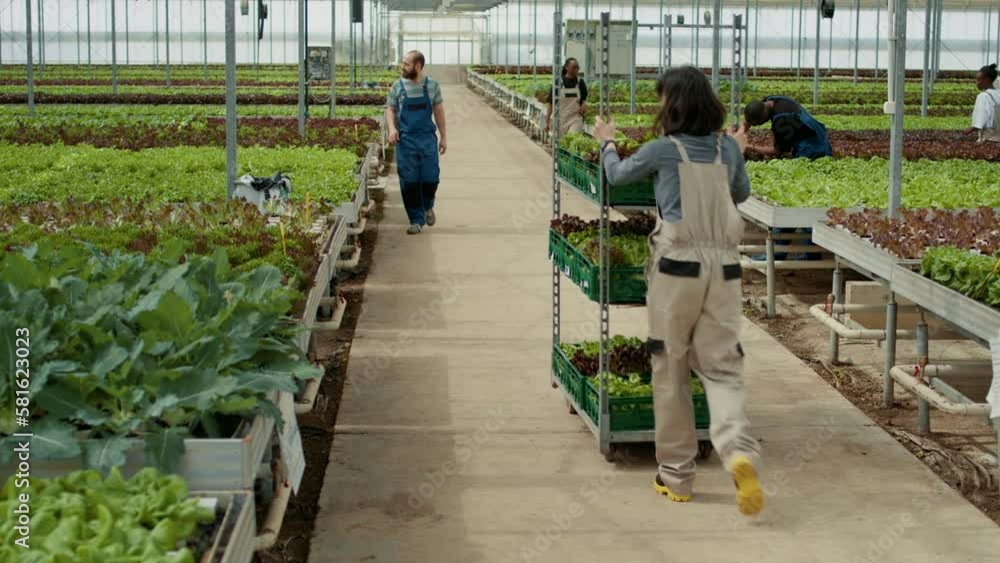 Caucasian woman walking in organic vegetables farm greeting coworker while pushing cart with lettuce in modern greenhouse. Farm worker in overall moving salad harvest in hidroponic enviroment. Caucasian woman walking in organic vegetables farm greeting coworker while pushing cart with lettuce in modern greenhouse. Farm worker in overall moving salad harvest in hidroponic enviroment.