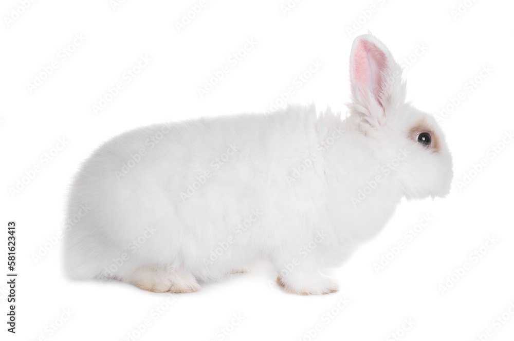 Obraz premium Fluffy rabbit on white background. Cute pet