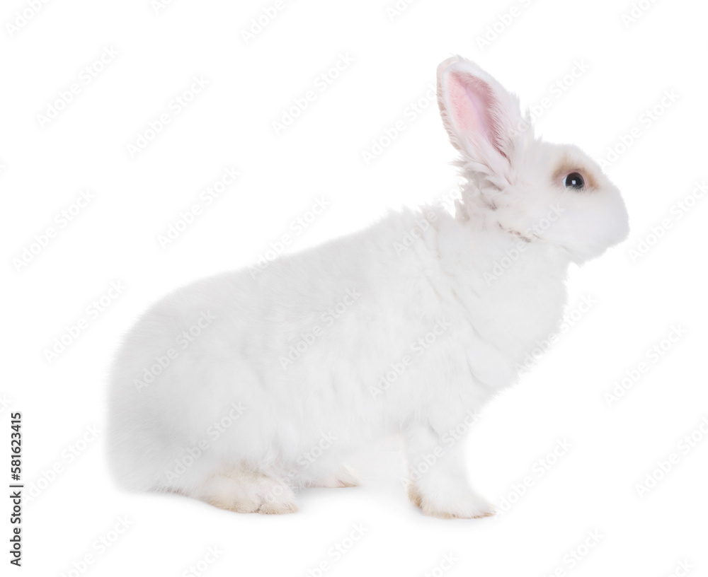 Fluffy rabbit on white background. Cute pet Fluffy rabbit on white background. Cute pet