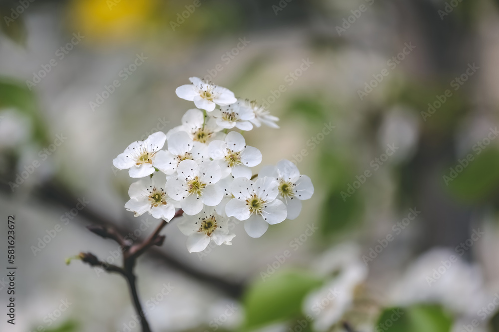 a sand pear or Pyrus pyrifolia flowers. Beautiful white flowers bloom a sand pear or Pyrus pyrifolia flowers. Beautiful white flowers bloom