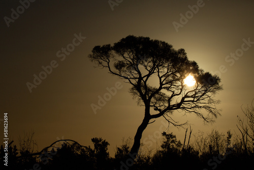 silhouette of a tree with sun poking through
