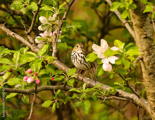 ovenbird in some apple blossoms photo