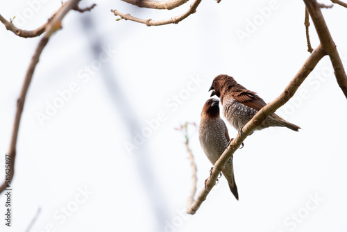 Canvas Print Two birds White-rumped Munia and a branch.Lonchura striata.