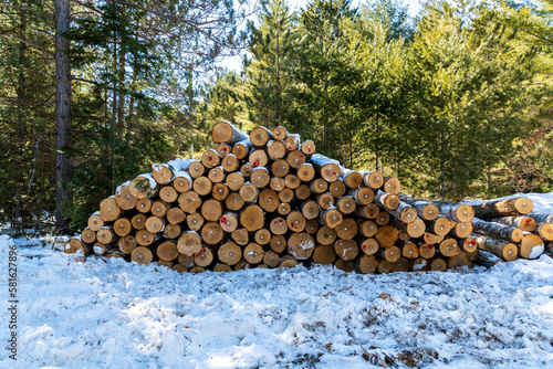 stack of logs beside a forest road with snow