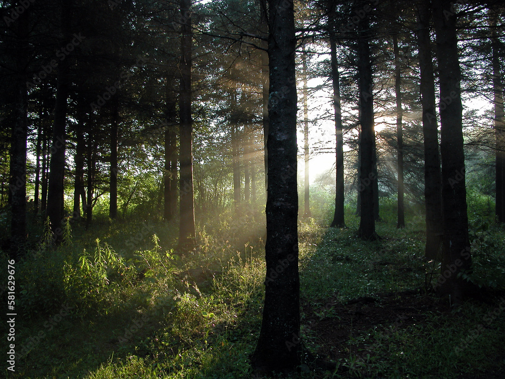 Fototapeta premium morning in the woods