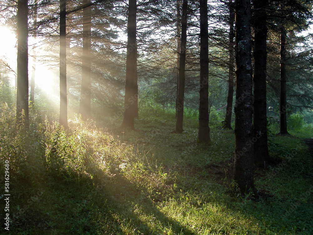 Fototapeta premium morning in the forest