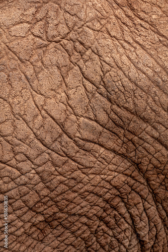 close up of elephant hide texture