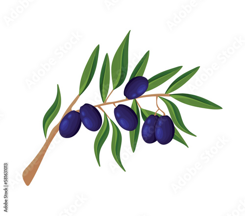 black olive tree