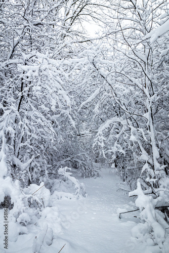 Snow covered woods