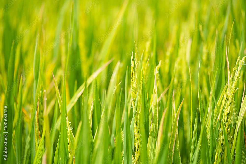 Obraz premium Ears of rice on rice plantation, close up. Agriculture industry background.