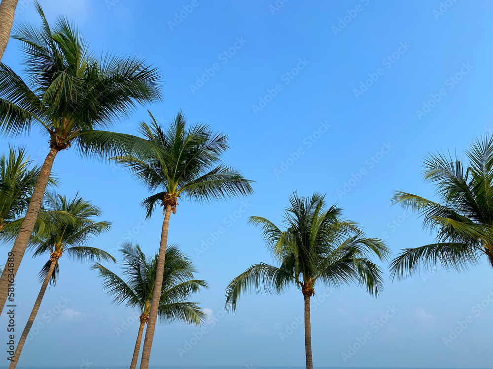 Bottom Up View Coconut Palm Trees on Blue Sky Background