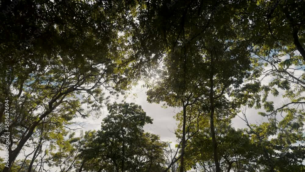 Sunlight Streaming Through Tree Foliage At The Seashore. Low Angle Sunlight Streaming Through Tree Foliage At The Seashore. Low Angle