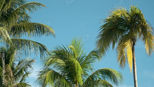Wallpaper Mural Tropical Palm Leaves Swaying Against a Clear Blue Sky On Calm Sunny Day At Tropical Weaher - slow zoom out Torontodigital.ca