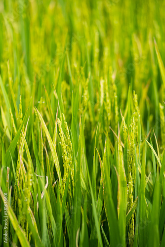 Rice plantation in sunlight. Farm field background.