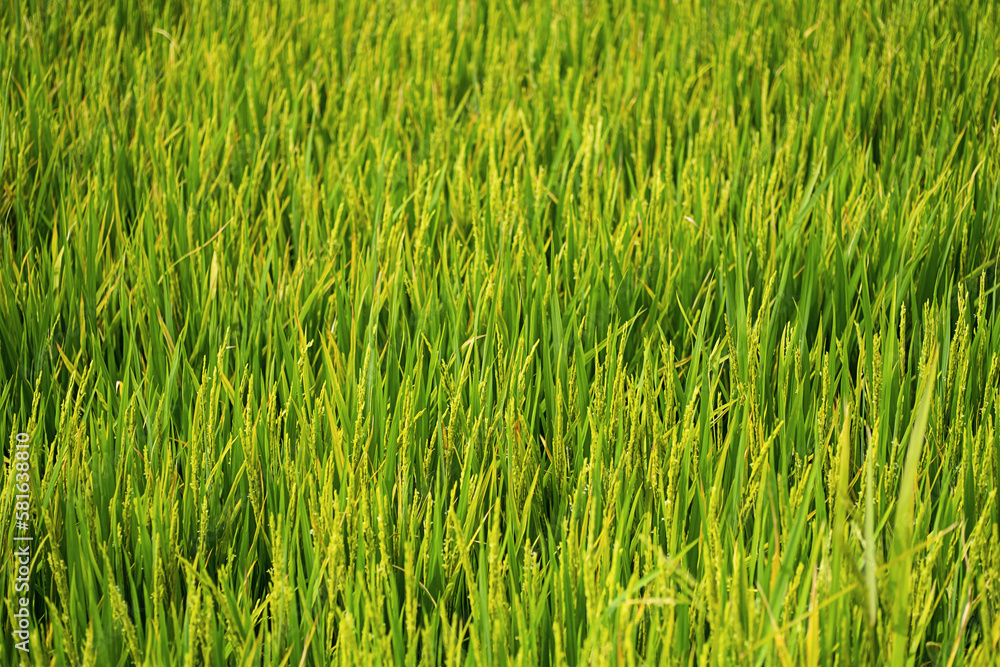 Rice plantation in sunlight. Farm field background.