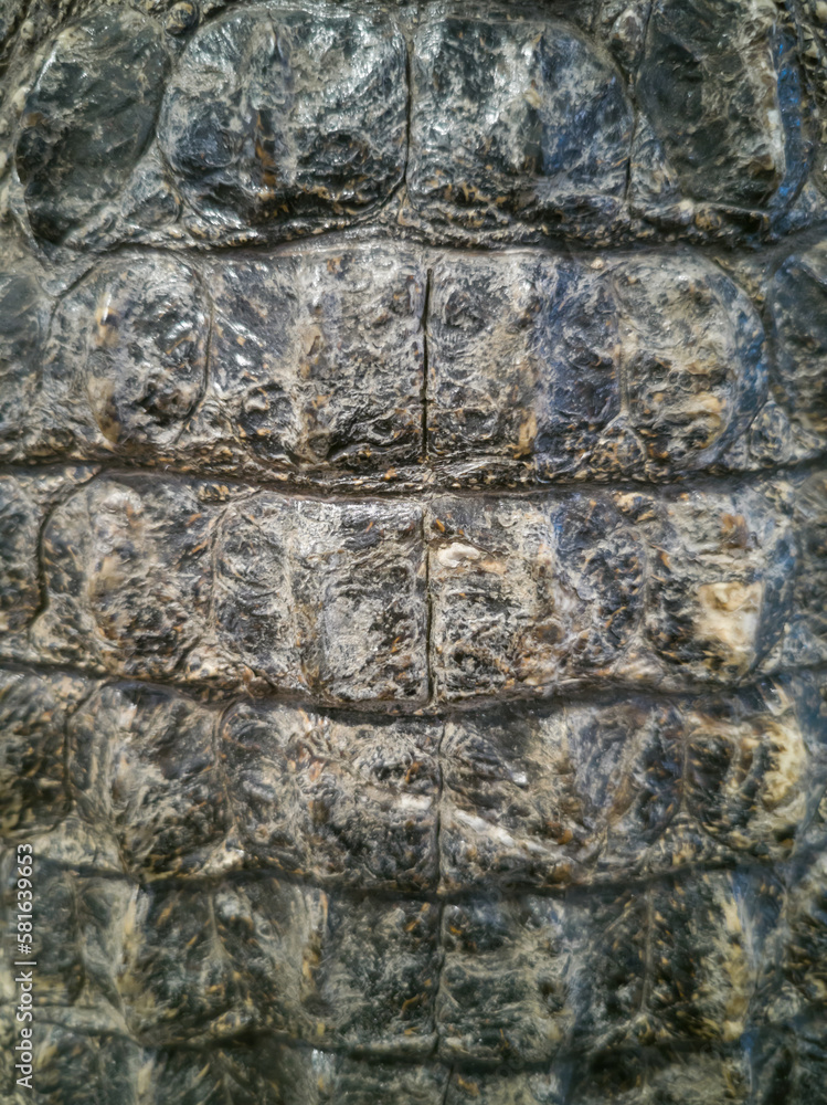 Crocodile skin on top. Close-up reptile skin pattern. Crocodile skin on top. Close-up reptile skin pattern.