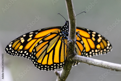 Monarch or Wanderer Butterfly resting on branch
