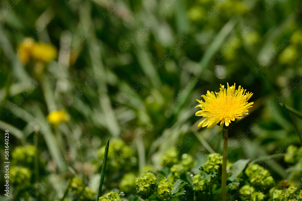 Flowers and plants that can be seen everywhere in the Kalajun prairie in Xinjiang Flowers and plants that can be seen everywhere in the Kalajun prairie in Xinjiang