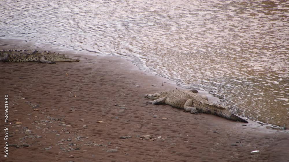 Calm crocodiles laying on sand at lake or river. Dangerous predators