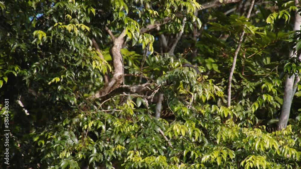 Fauna and flora in tropical forest. Dense vegetation and monkey in tree crown. Watching animals in wildlife, Costa Rica Fauna and flora in tropical forest. Dense vegetation and monkey in tree crown. Watching animals in wildlife, Costa Rica
