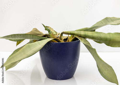 Sansevieria Trifasciata moonshine snakeplant dying plant photo