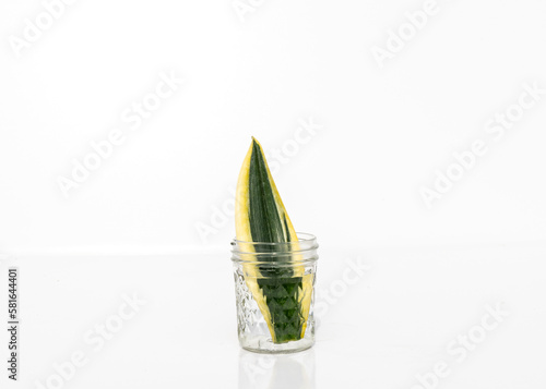 Snake plant black gold propagating in water from leaf cutting photo