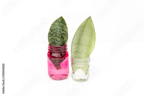 Whale fin and moonshine snake plants propagation from a single leaf in water photo