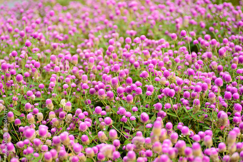 Close up of beautiful pink flower blooming in garden in spring nature background