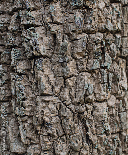 The bark surface is rough brown.