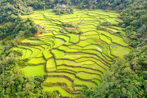 Bird's eye drone shot over the rice terraces of Banaue in the Philippines, surrounded by trees and bushes.