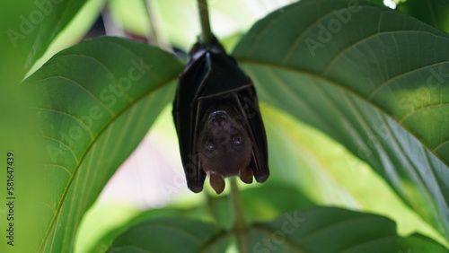 Short-nosed Fruit Bat|Cynopterus sphinx|短吻果蝠|犬蝠|印度犬果蝠 photo