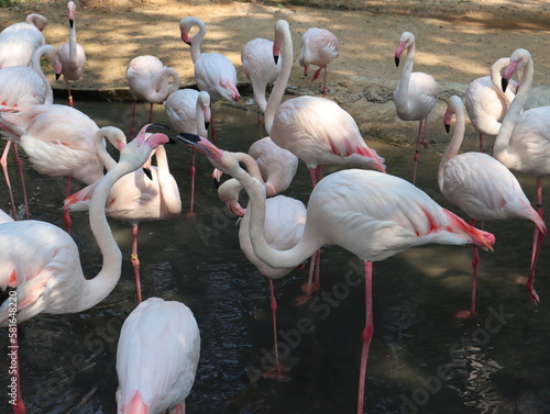 A large group of flamingo birds in the zoo