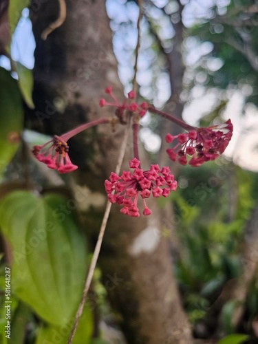 red and white flower