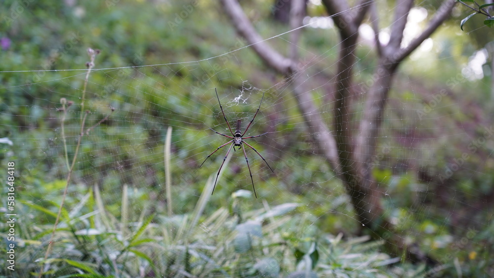 La Nephila pilipes, également appelée araignée à soie dorée ou néphile dorée, est une araignée impressionnante appartenant à la famille des Nephilidae. La Nephila pilipes, également appelée araignée à soie dorée ou néphile dorée, est une araignée impressionnante appartenant à la famille des Nephilidae.