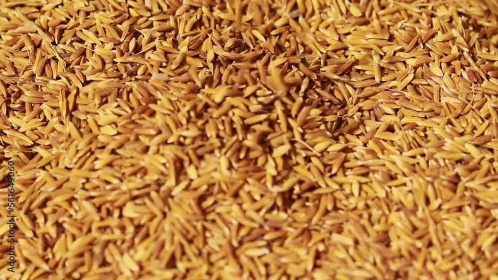 paddy rice seeds from top angle at day paddy rice seeds from top angle at day