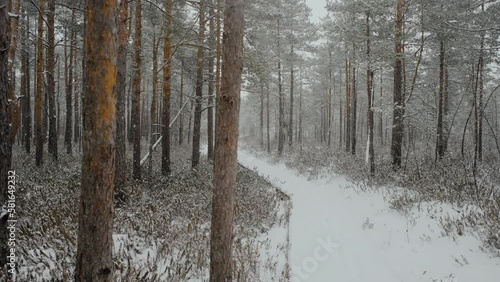 Swamp forest of Lithuania in the month of March photo