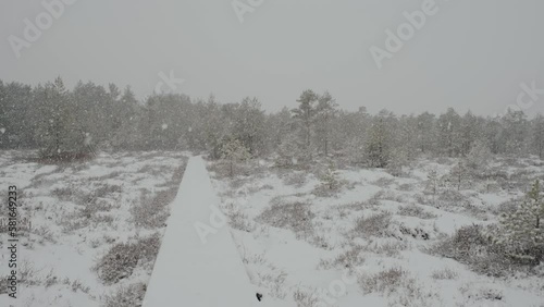 Swamp forest of Lithuania in the month of March photo