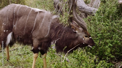 Nyala, Tragelaphus Angasii, Antelope Feeding photo