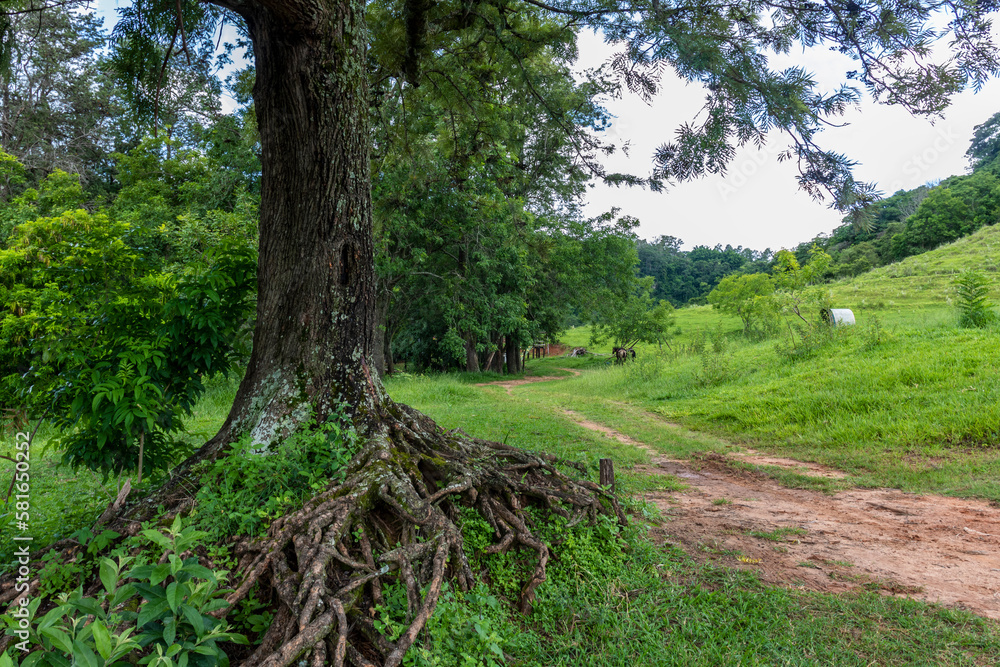Fototapeta premium Rural landscape, with trees and horses in the background, in Brazil