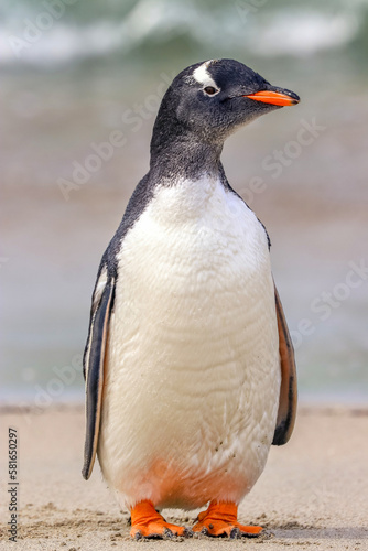 Newmans Station  Falkland Islands  UK