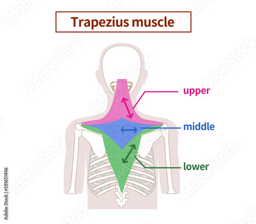 Illustration of the anatomy of the Trapezius muscle from the side and back