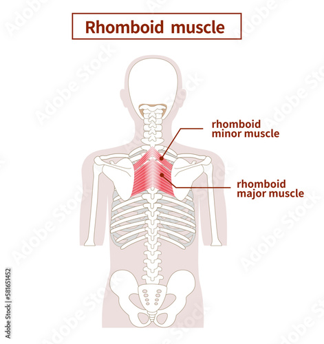 Illustration of the anatomy of the rhomboid  muscle from tthe side and back photo