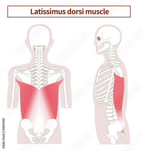 Illustration of the anatomy of the Latissimus dorsi muscle from tthe side and back
