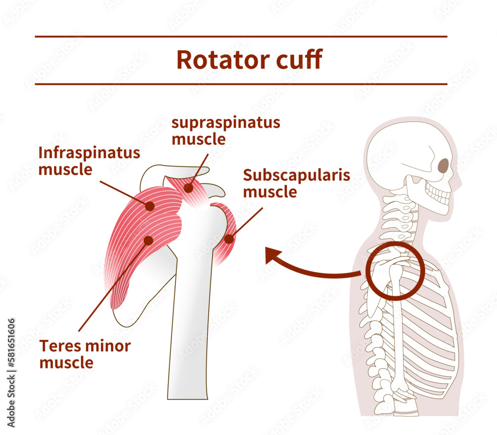 Illustration of the anatomy of the Rotator Cuff from tthe side Stock Biology Diagrams