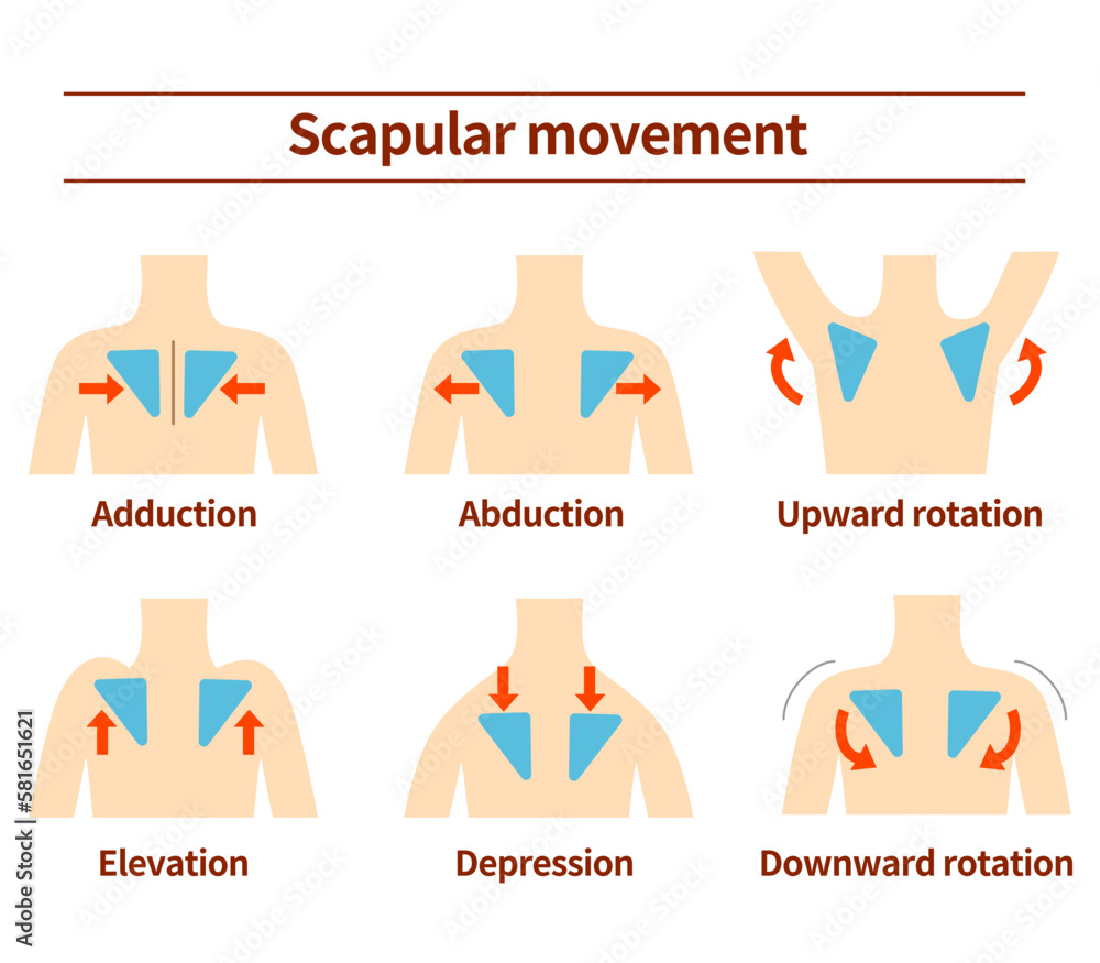 Movement of the scapula Muscular action - obrazy, fototapety, plakaty 