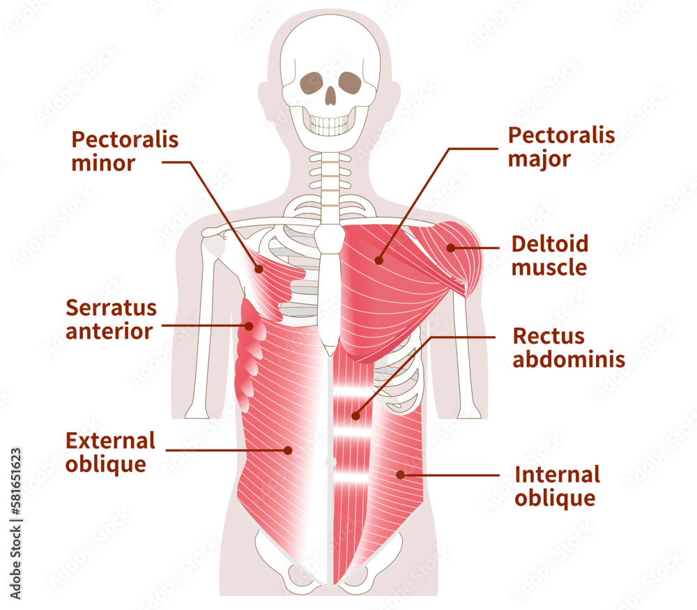 Large Muscles In The Abdomen Chest And Shoulders Outer And Inner 